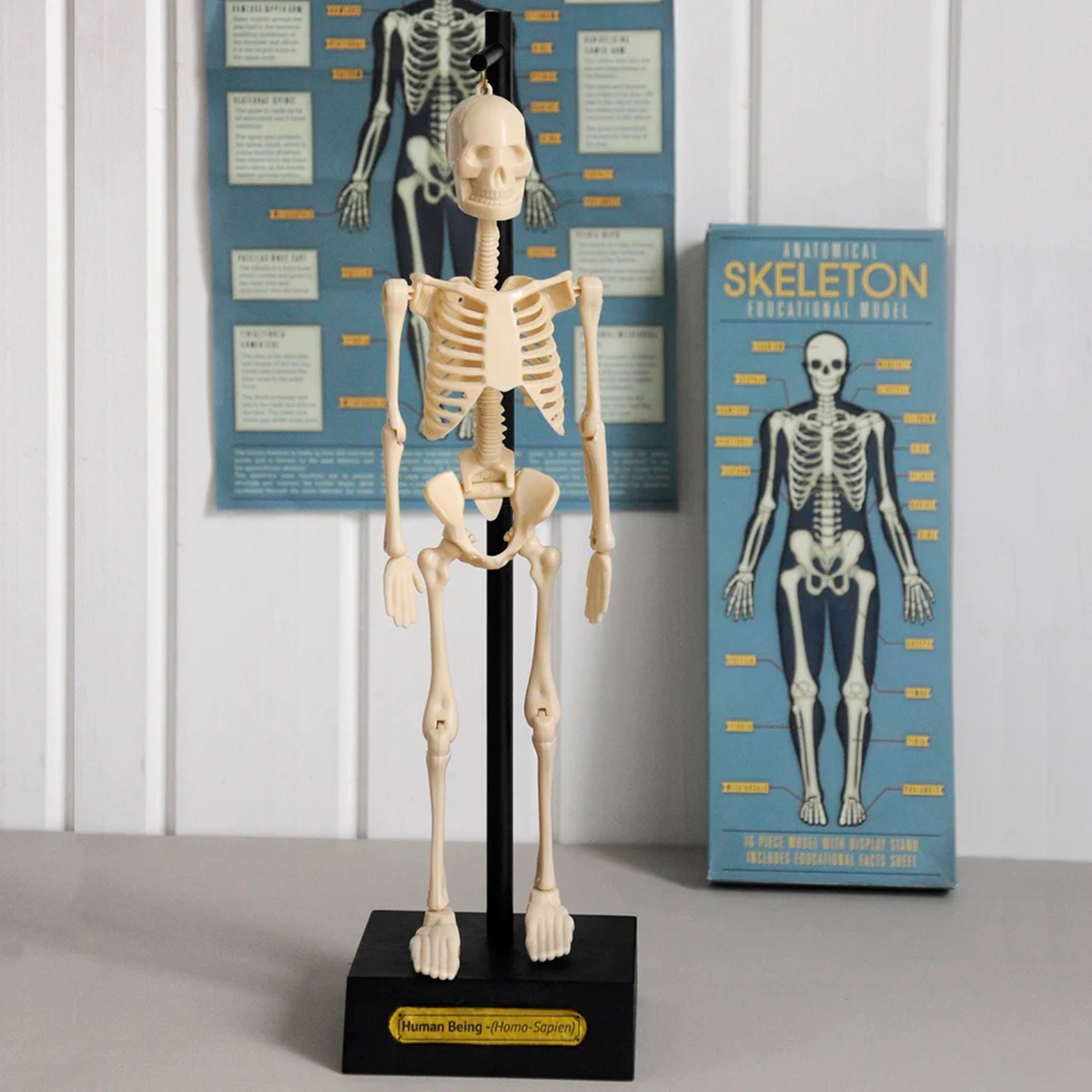 Anatomical skeleton model on a stand with packaging in the background