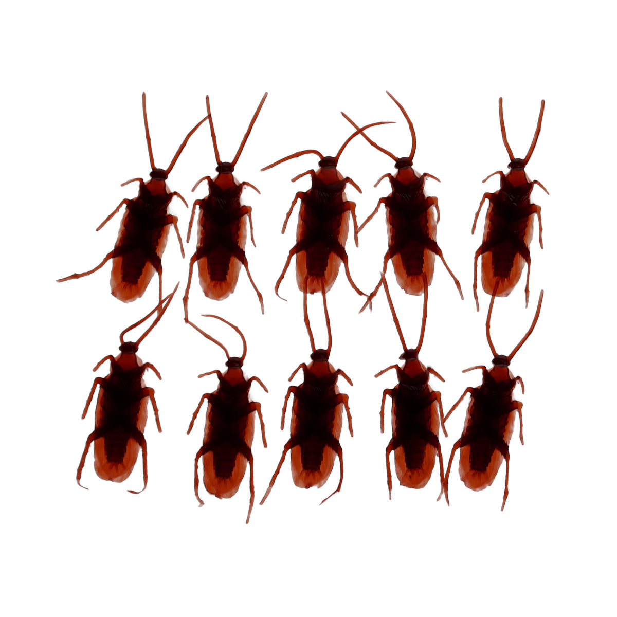 Box of 10 cockroaches out of box