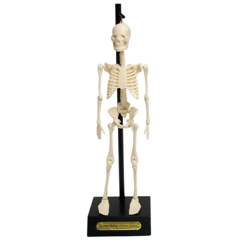 Anatomical Skeleton Educational Model hanging up front on view