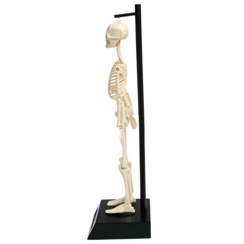 Anatomical Skeleton Educational Model hanging up side on view
