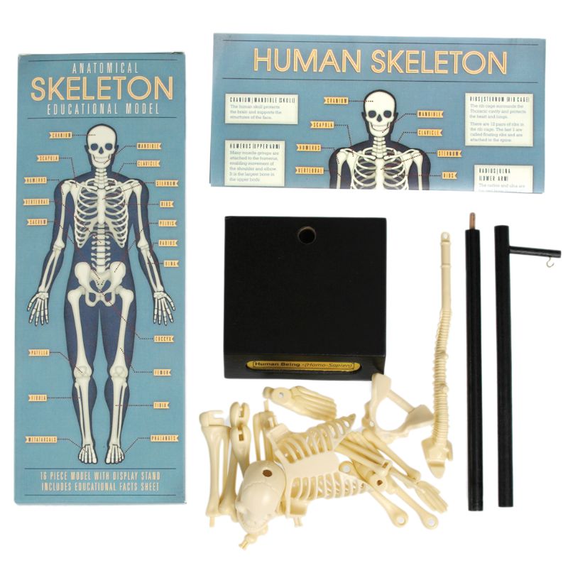 Anatomical Skeleton Educational Model contents of box laid out